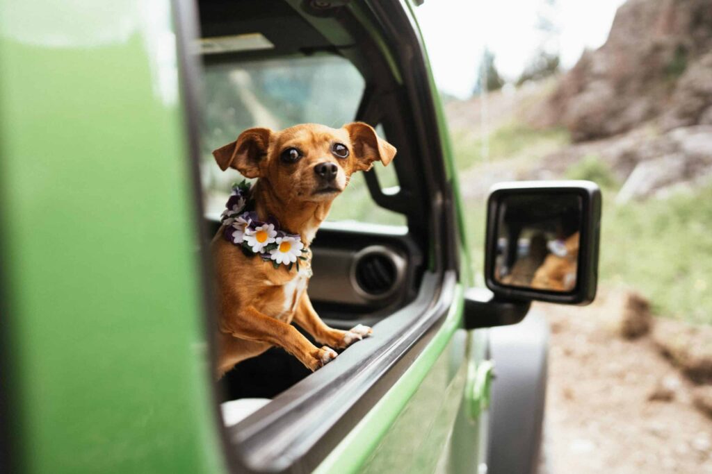 dog in jeep window at colorado elopement