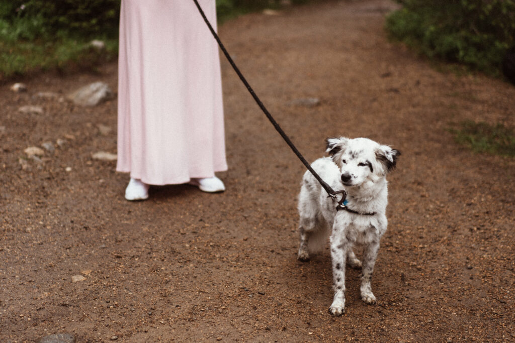 Adorable dog with bridesmaid at Colorado wedding.